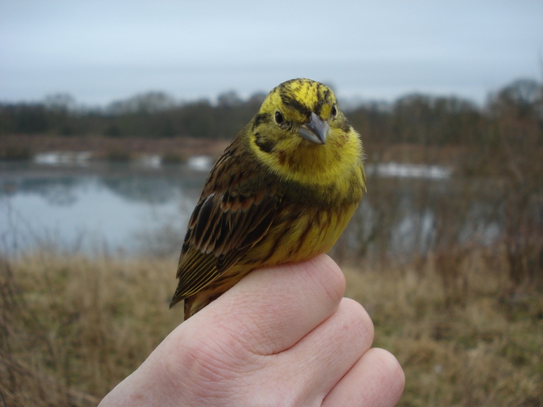Yellowhammer in the hand